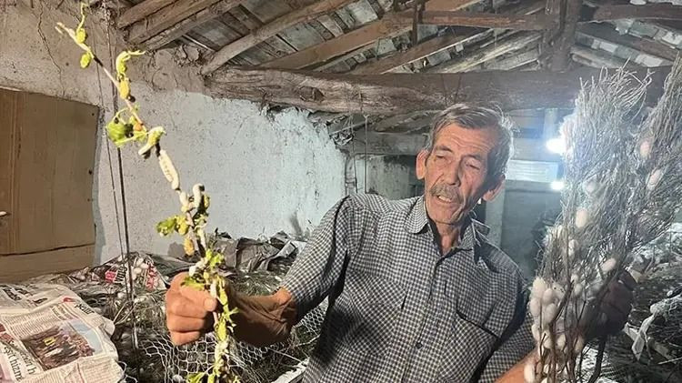 Evinin altında servet üretiyor: Kilosu 2 bin 300 liradan satılıyor - Resim: 10
