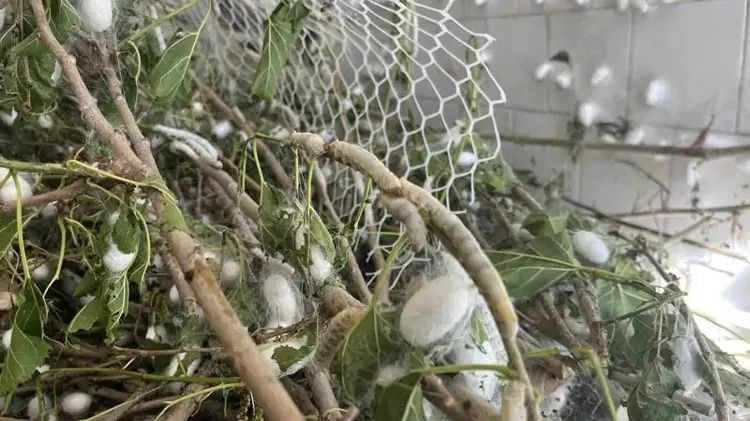 Evinin altında servet üretiyor: Kilosu 2 bin 300 liradan satılıyor - Resim: 8