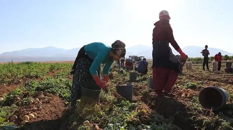 Tarlada kilosu 25 TL'ye kapış kapış satılıyor: Paraya para demiyorlar - Resim: 3