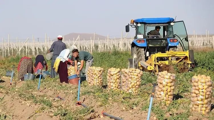 Tarlada kilosu 25 TL'ye kapış kapış satılıyor: Paraya para demiyorlar - Resim: 7