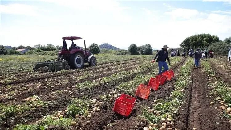 Tarlada kilosu 25 TL'ye kapış kapış satılıyor: Paraya para demiyorlar - Resim: 4