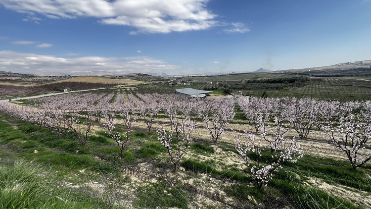 Mut’ta kayısılar erken uyandı: Bahar erken mi geldi? - Resim : 2