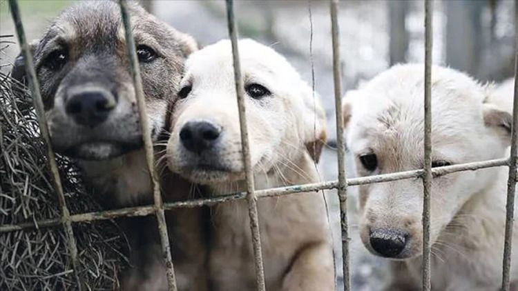 O ülkede sokak köpeği kalmadı... Başıboş köpek sorununu bu yöntemle çözdüler - Resim: 3