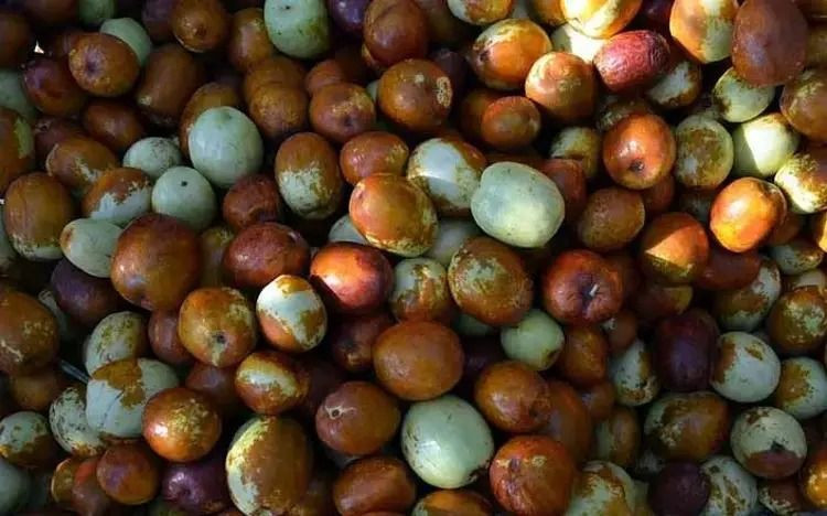 Kırmızı altın kilosu 150 TL’den alıcı buluyor: Peynir ekmek gibi satılıyor - Resim: 5