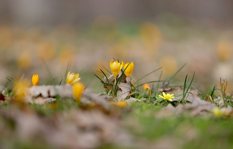 Kırklareli'nde bahar çiçekleri Istranca ormanlarını süsledi - Resim : 2