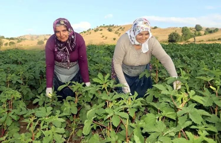 Kilosu 3 bin TL'ye çıktı: Vatandaş artık gramla almaya başladı - Resim: 2