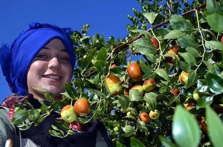 Kırmızı altın kilosu 150 TL’den alıcı buluyor: Peynir ekmek gibi satılıyor - Resim: 3