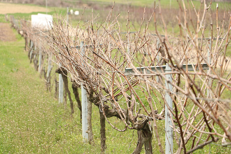 Yerli üzümde yeni hamle: Gün ışığı Türkiye’ye yayılacak - Resim : 1