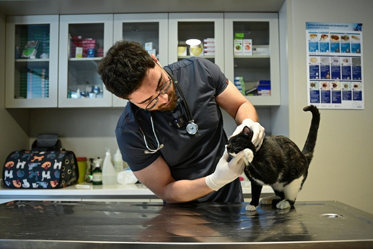 Tofi kedi ağaç altında terk edildi: Platinle hayata döndü - Resim : 2