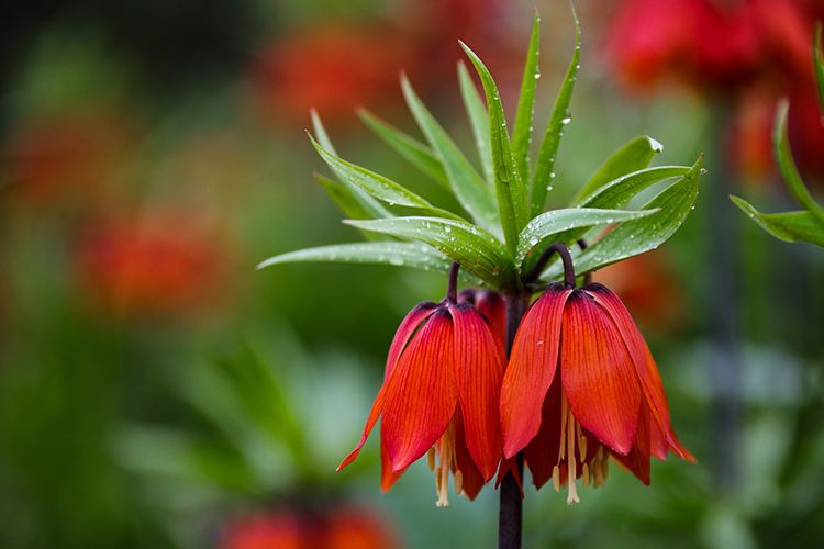 Ağlayan Gelin açtı: Yılda sadece 20 gün görünüyor… Koparanın cezası servet değerinde - Resim: 13