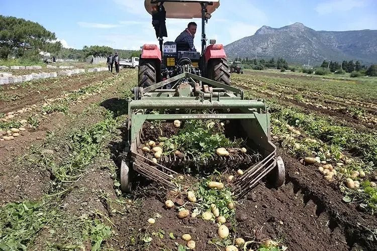 Tarlada kilosu 25 TL'ye kapış kapış satılıyor: Paraya para demiyorlar - Resim: 5