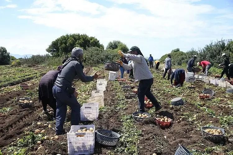Tarlada kilosu 25 TL'ye kapış kapış satılıyor: Paraya para demiyorlar - Resim: 6