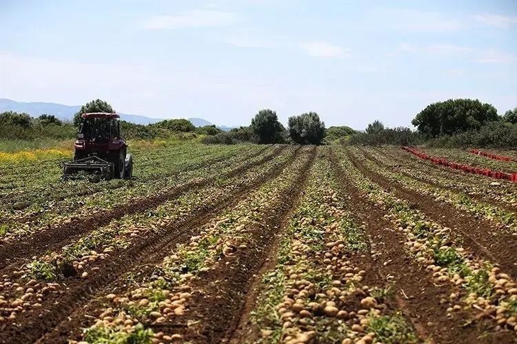 Tarlada kilosu 25 TL'ye kapış kapış satılıyor: Paraya para demiyorlar - Resim: 9