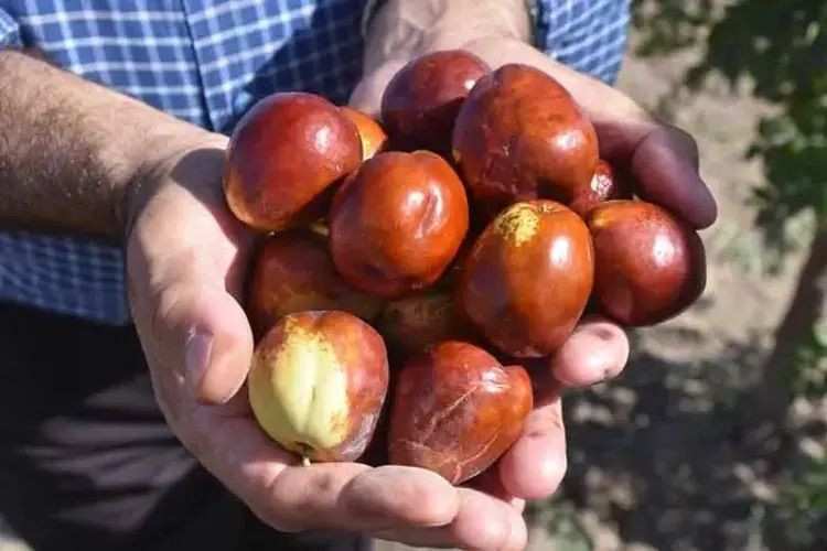 Kırmızı altın kilosu 150 TL’den alıcı buluyor: Peynir ekmek gibi satılıyor - Resim: 4