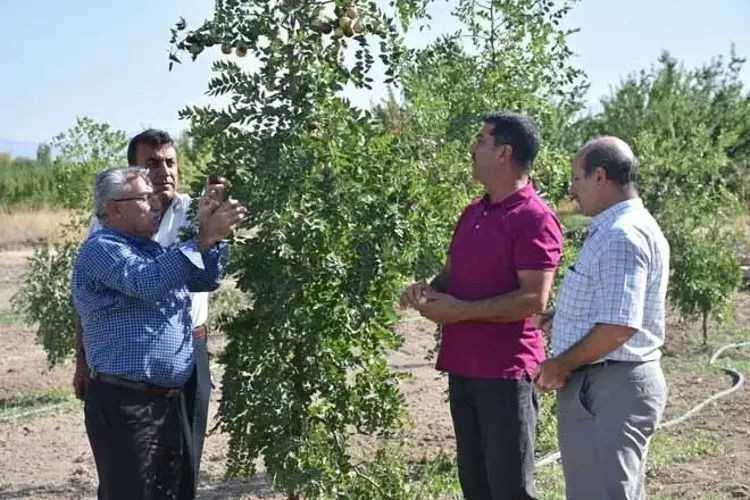 Kırmızı altın kilosu 150 TL’den alıcı buluyor: Peynir ekmek gibi satılıyor - Resim: 1