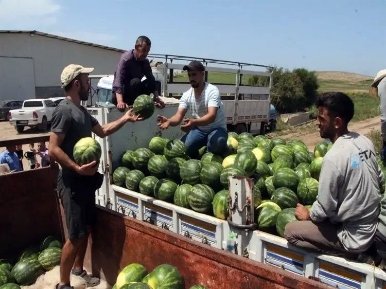 Karpuz hasadı başladı: Tarladaki fiyatı el yaktı - Resim: 2