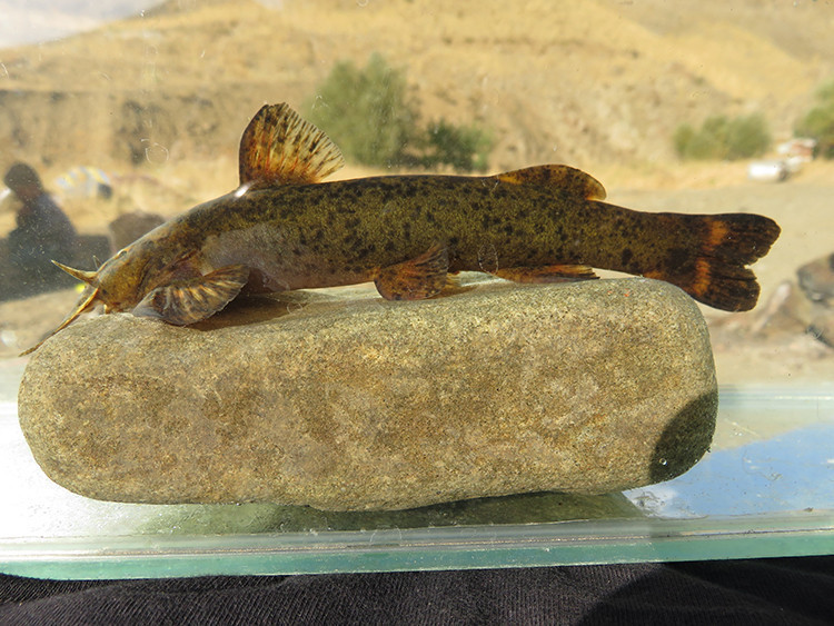 Türkiye’nin tatlı su balıklarının üçte biri tehlikede: Her 3 balıktan biri yok olabilir - Resim : 1