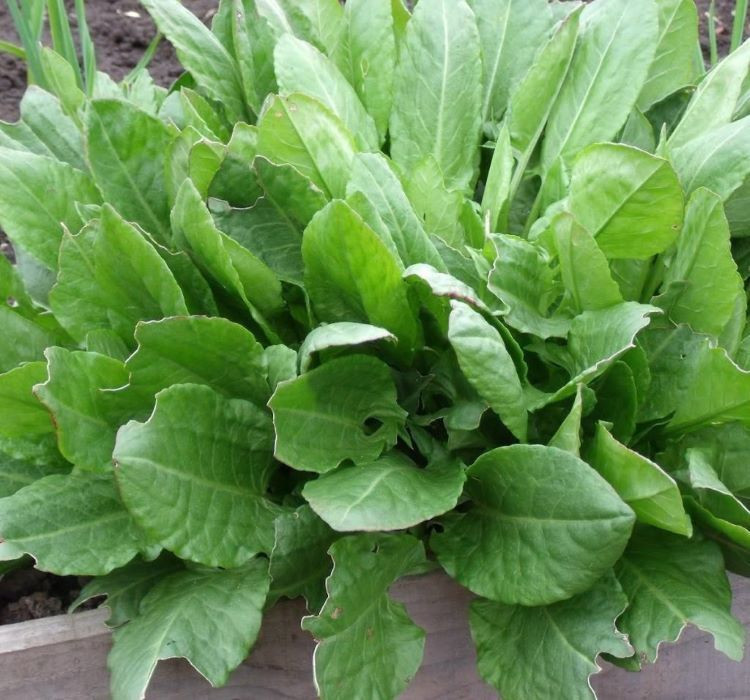 Dağlarda bedava büyüyor, tezgâhta kapış kapış gidiyor: Doğanın gizli antibiyotiği tam burnunuzun dibinde - Resim: 13