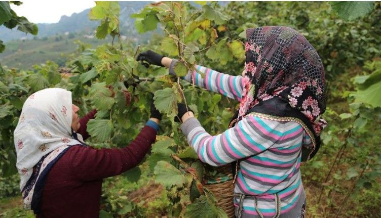 Hasat başlamadan ücretleri belli oldu: Günde 1750 TL kazanacaklar - Resim: 11