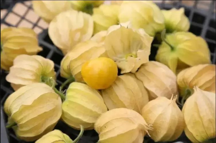 Şehirden köyüne dönüp altın çilek ekti, bir yılda evini ve arabasını aldı - Resim: 1