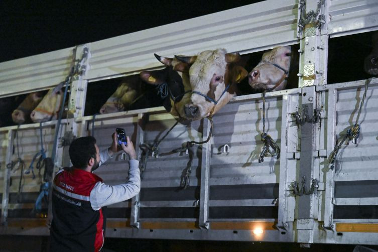 İstanbul'a kurbanlık hayvan girişleri başladı - Resim: 5