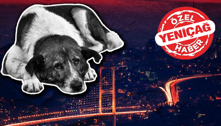 Valiliğin sokak köpekleri kararına ilk tepki: Şehirlere daha çok yaklaşacak!