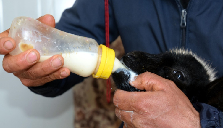 Vanlı besici, annesi ölen kuzuyu evinde biberonla besliyor