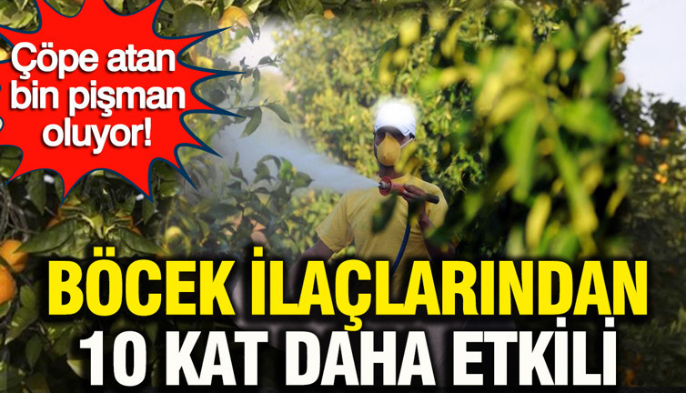 Böcek ilaçlarından 10 kat daha etkili: Narenciye kabuklarının gizli gücü