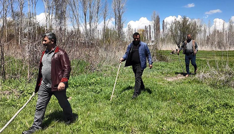 Çiftçilerin yaban domuzu nöbeti