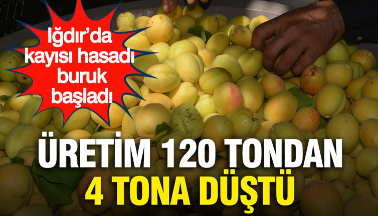 Iğdır’da kayısı hasadı buruk başladı... Üretim 120 tondan 4 tona düştü