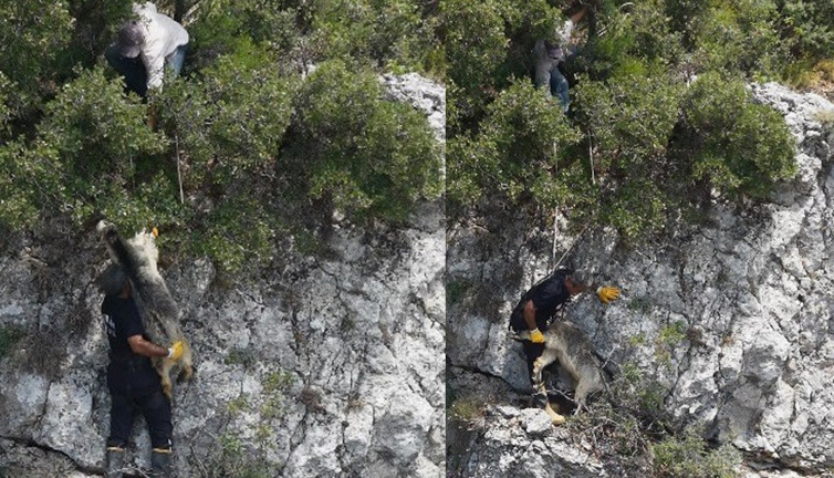 Bozyazı'da uçurumda mahsur kalan keçi itfaiye ekiplerince kurtarıldı