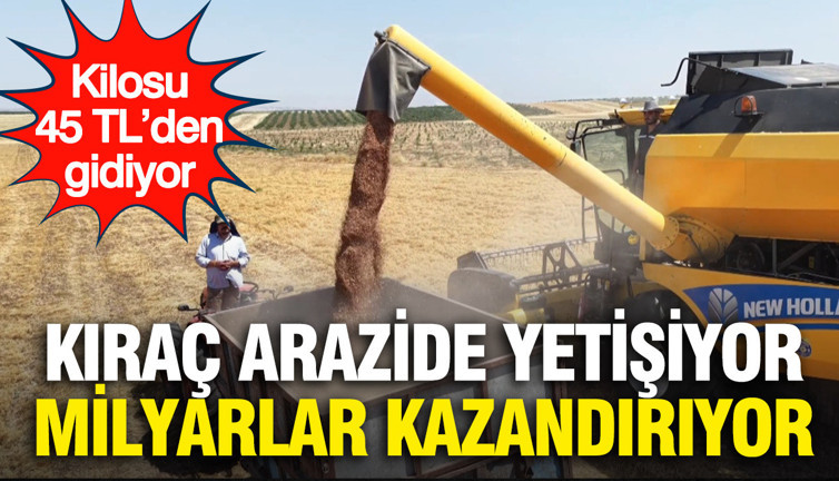 Kıraç arazide yetişiyor, milyarlar kazandırıyor: Kilosu 45 TL’den gidiyor