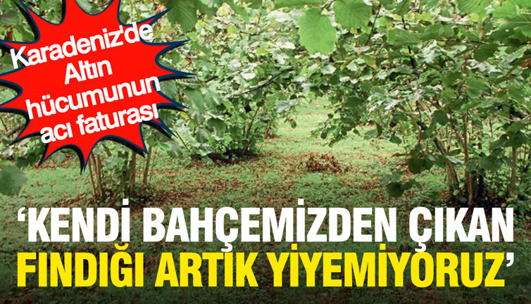 Karadeniz’de altın hücumunun acı faturası: "Kendi bahçemizden çıkan fındığı artık yemiyoruz"