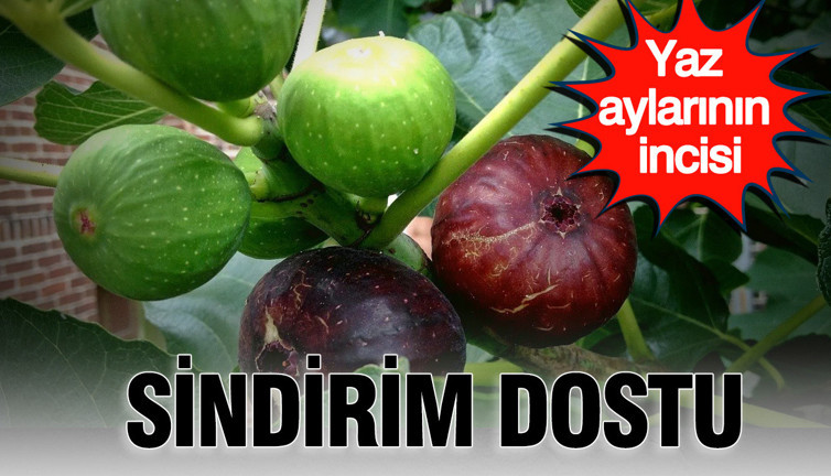 Sindirim dostu: Yaz aylarının incisi incir meyvesinin mucizevi faydaları