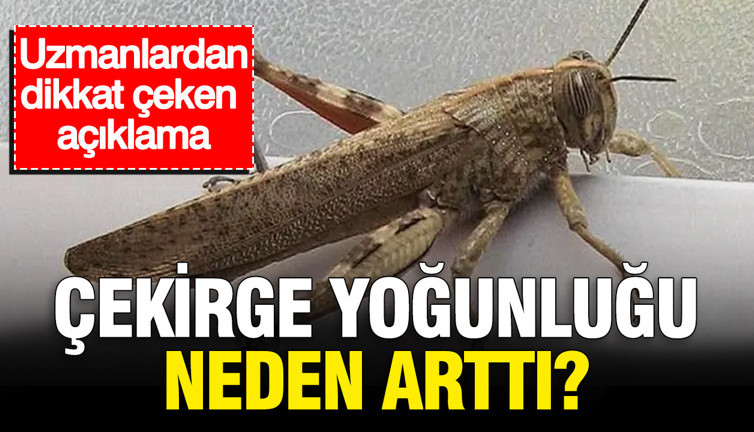 Çekirge yoğunluğu neden arttı? Uzmanlardan dikkat çeken açıklama
