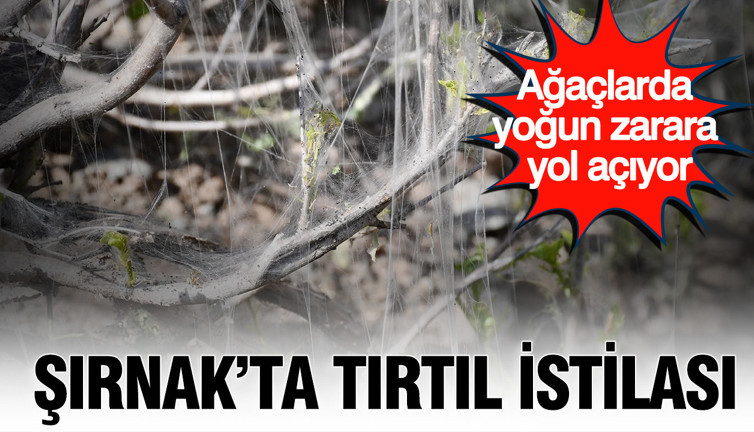 Şırnak’ta tırtıl istilası: Ağaçlarda yoğun zarara yol açıyor