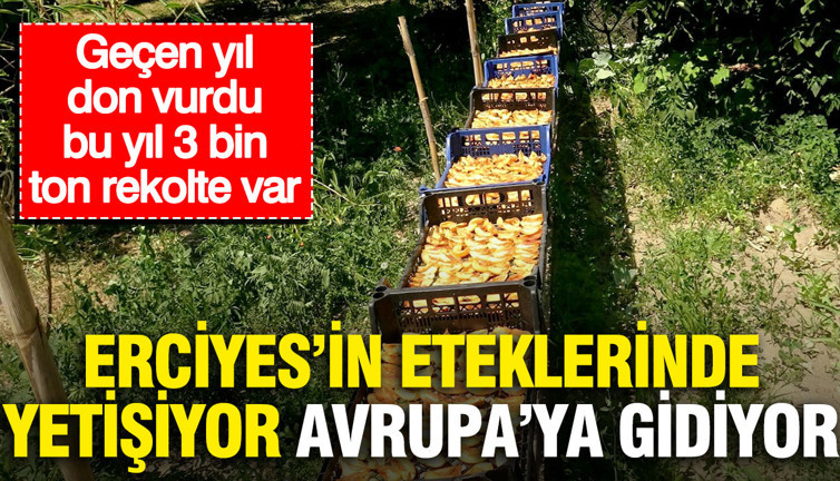 Erciyes'in eteklerinde yetişiyor, Avrupa'ya gidiyor: Geçen yıl don vurdu, bu yıl 3 bin ton bekleniyor