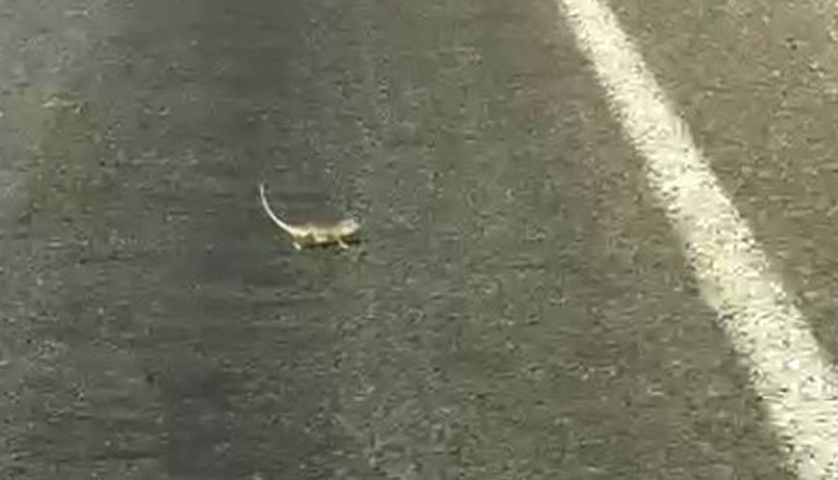 Sürücü bukalemuna yol verdi, karşıya geçiş mücadelesi tebessüm ettirdi