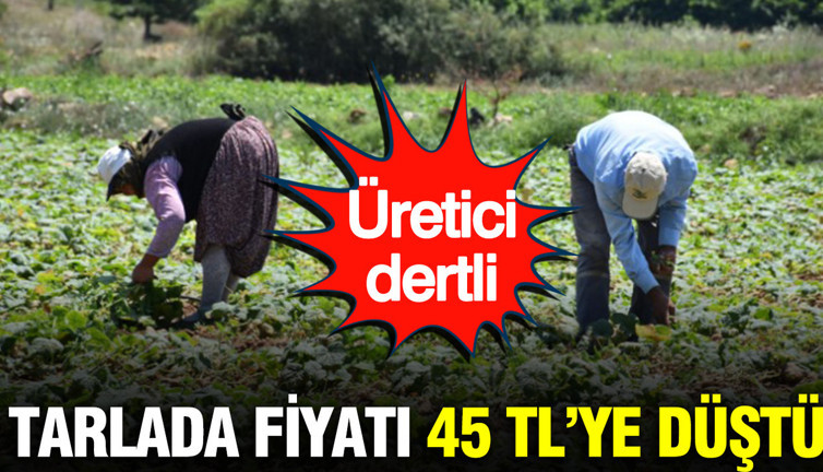 Tarlada kilosu 45 TL’ye düştü: Üretici dertli