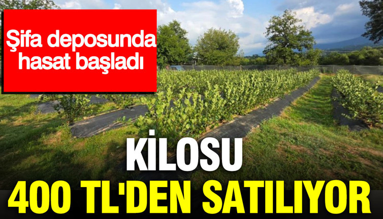 Tarlada şifa deposu hasadı başladı: Kilosu 400 TL'den satılıyor