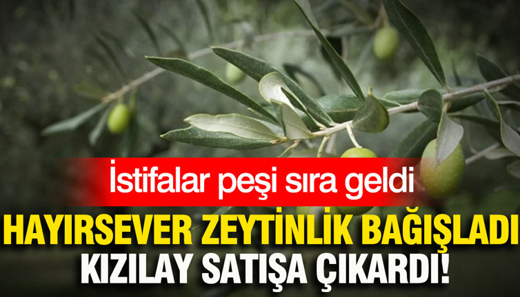 Hayırseverler zeytinlik bağışladı, Kızılay satışa çıkardı: İstifalar peşi sıra geldi