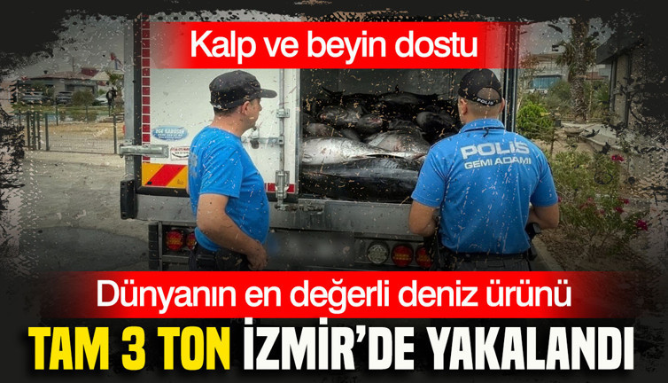 Dünyanın en değerli deniz ürünü: Kalp ve beyin dostu: Tam 3 ton İzmir’de yakalandı