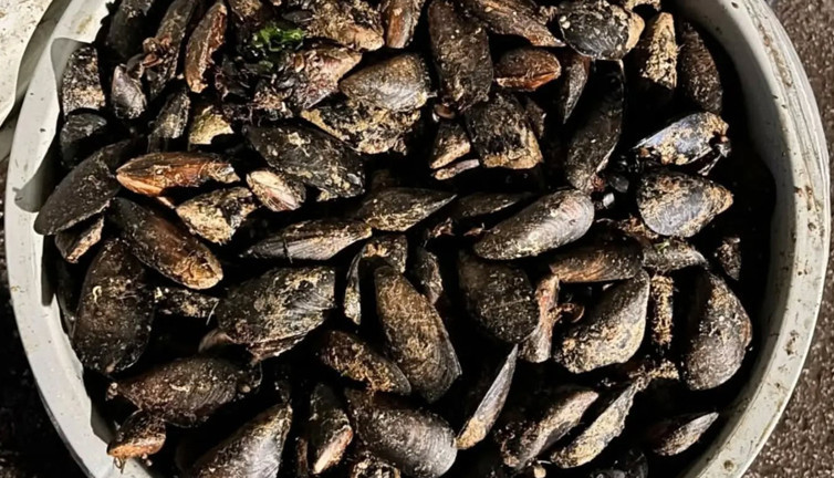 Piyasaya sürüp felaketi yaşatacaklardı: 650 kilo bozuk midye çıktı