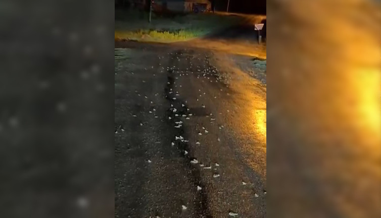 Bingöl’de yoğun yağışın ardından yüzlerce kurbağa kara yoluna çıktı