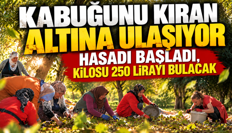 Kabuğunu kıran altına ulaşıyor: Hasadı başladı, kilosu 250 lirayı bulacak