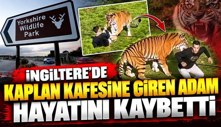 İngiltere'de kaplan kafesine giren adam hayatını kaybetti