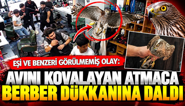 Artvin'de Eşi ve benzeri görülmemiş olay: Avını kovalan atmaca berber dükkanına daldı
