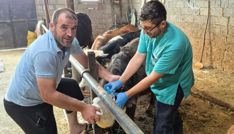 Beyşehir'de şap aşısı mesaisi devam ediyor