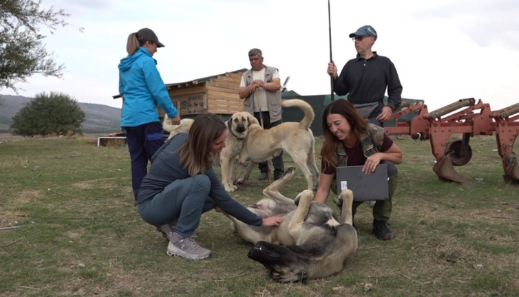 İtalyan uzmanlar Türk çoban köpeklerine hayran kaldı: Kurdun üzerine yürüyor