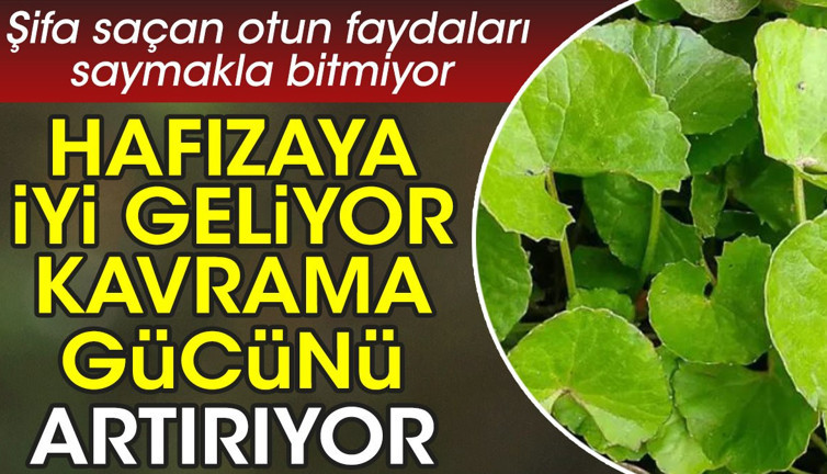 Hafızaya iyi geliyor. Kavrama gücünü artırıyor. Şifa saçan otun faydaları saymakla bitmiyor